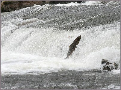 Salmon